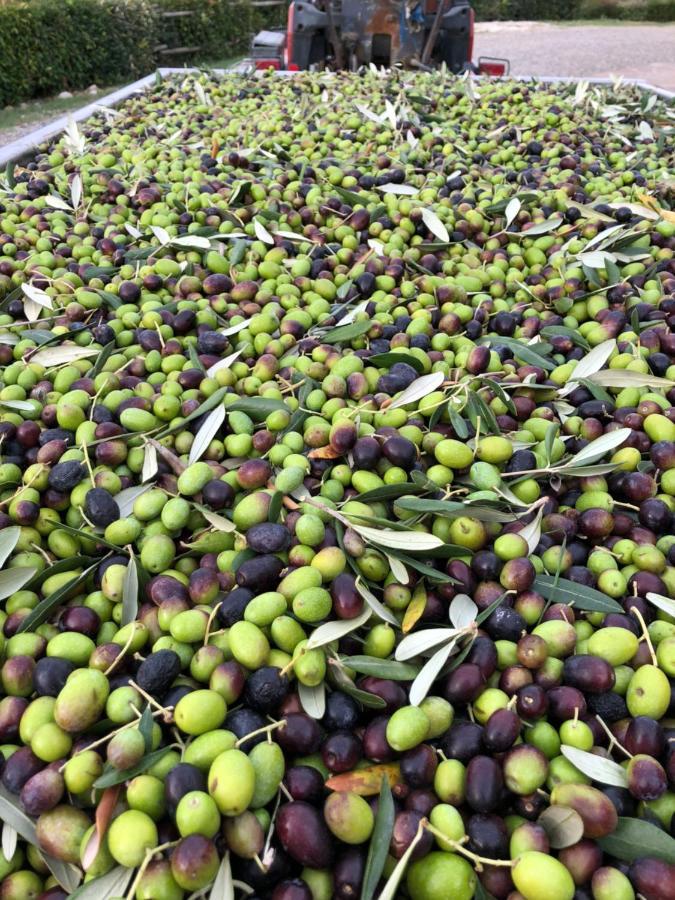 Podere Ghiole مونتيزبيرتولي المظهر الخارجي الصورة