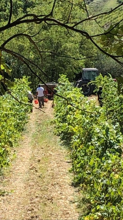 Podere Ghiole مونتيزبيرتولي المظهر الخارجي الصورة