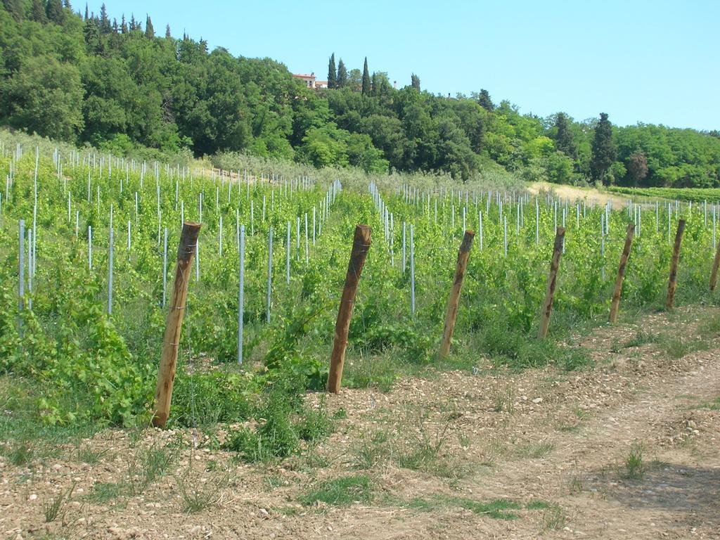Podere Ghiole مونتيزبيرتولي المظهر الخارجي الصورة