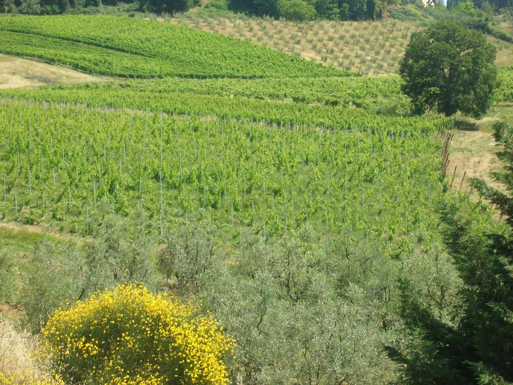 Podere Ghiole مونتيزبيرتولي المظهر الخارجي الصورة